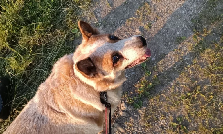 Dr.med.vet. Birgit Stadler Tierärztin