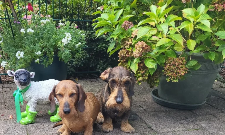 Dr. med. vet. Boris Radicke