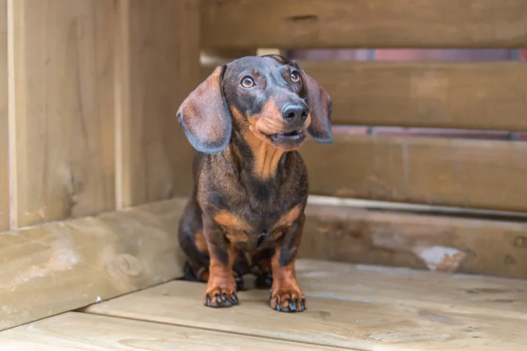 Dr. med. vet. Boris Radicke