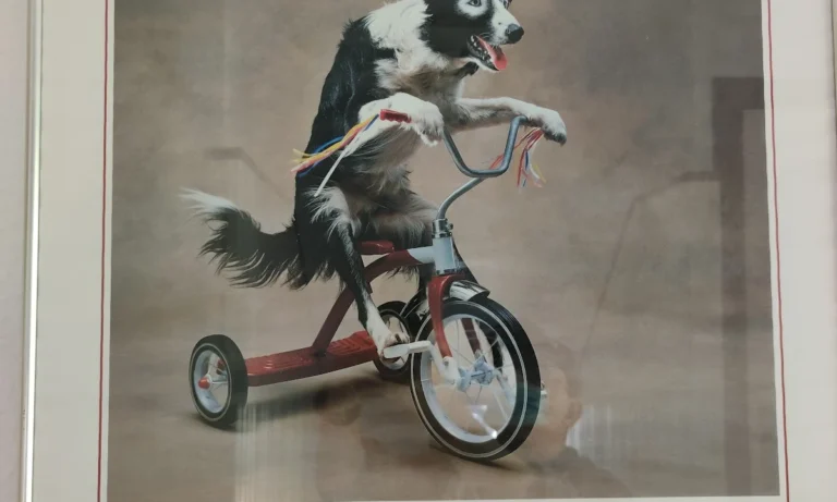 Dr. med. vet. Boris Radicke