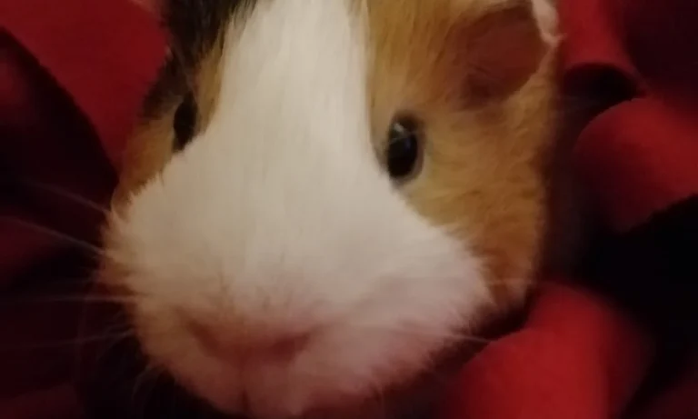 Dr. med. vet. Boris Radicke