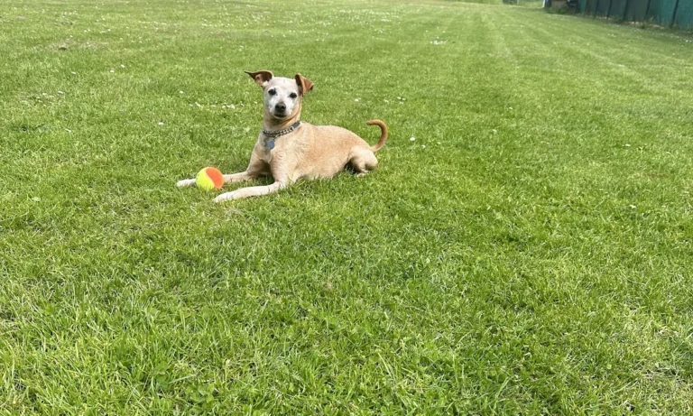 Dr. med. vet. Claudia Hammerschmidt