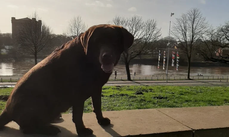 Dr.med.vet. Dirk Krüger Tierarzt