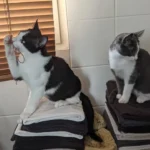 Dr.med.vet. Doris Lohse