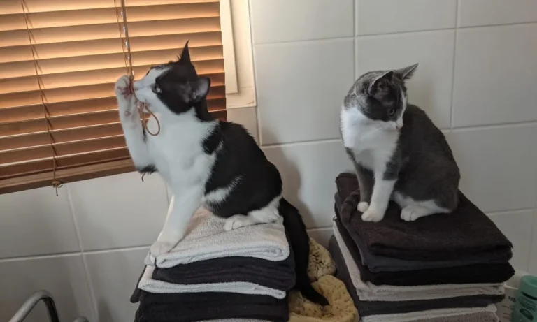 Dr.med.vet. Doris Lohse