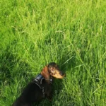 Dr. med. vet. Elisabeth Schott