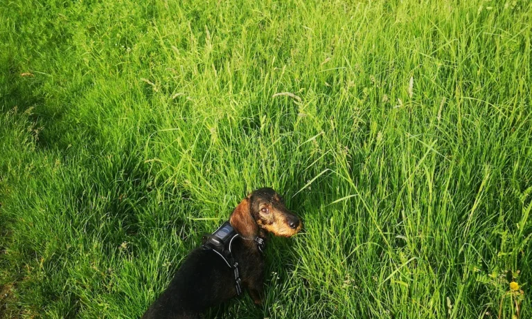 Dr. med. vet. Elisabeth Schott