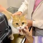 Dr. med. vet. Franziska Rust