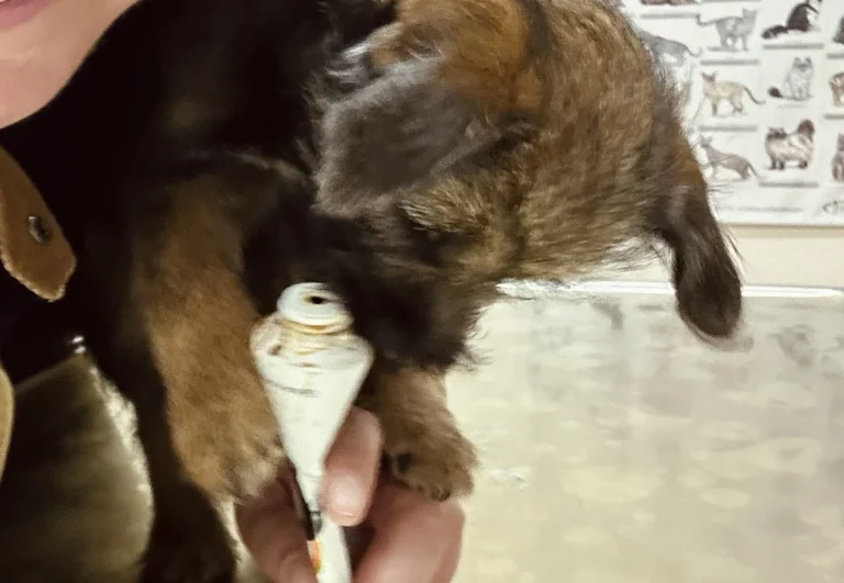 Dr. med. vet. Franziska Rust