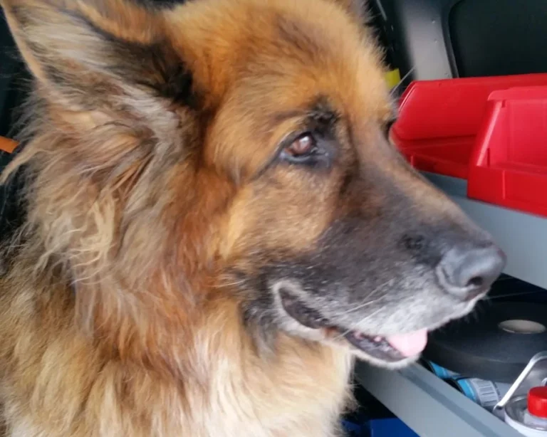 Dr. med. vet. Franziska Rust