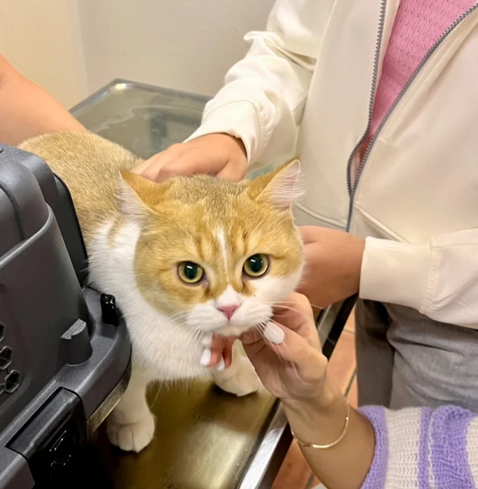 Tierarzt Dr. med. vet. Franziska Rust Hamburg