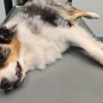 Dr. med.vet. Günter Plößl