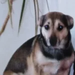 Dr.med.vet. Günther Klee