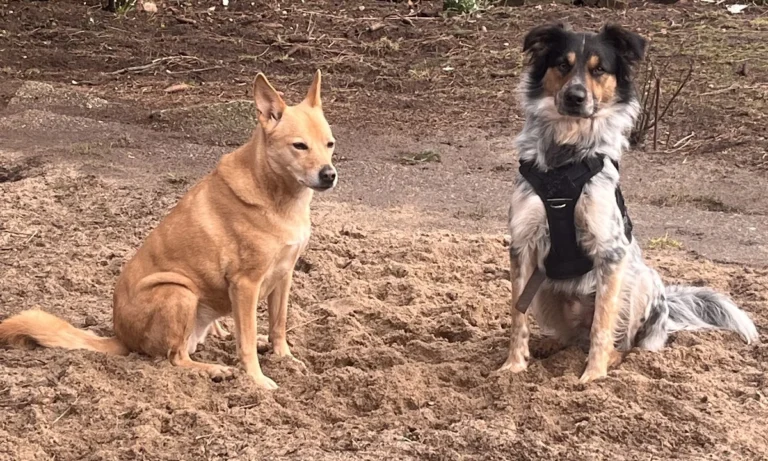 Dr.med.vet. Günther Klee