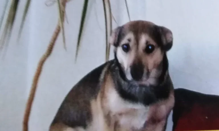 Dr.med.vet. Günther Klee