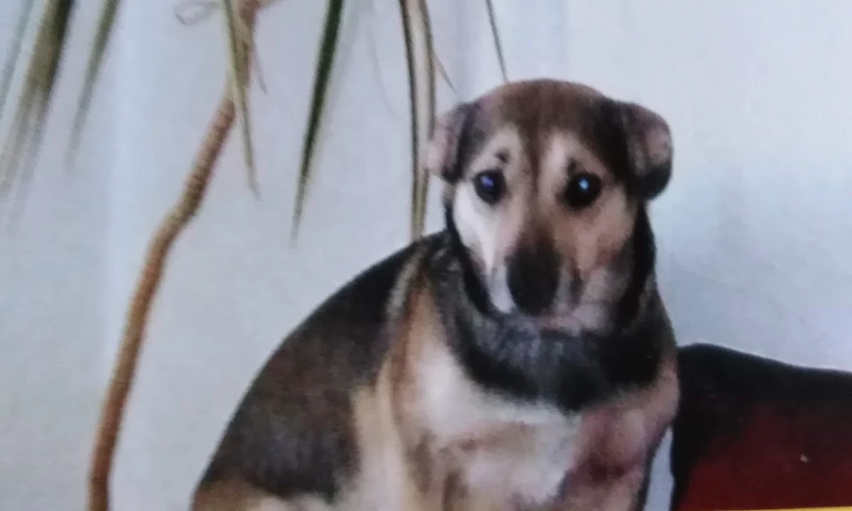 Tierarzt Dr.med.vet. Günther Klee Magdeburg