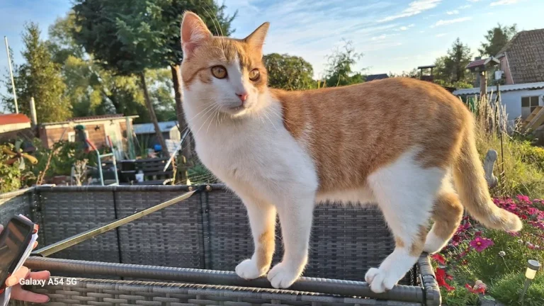 Dr. med. vet. Heidemarie Roming