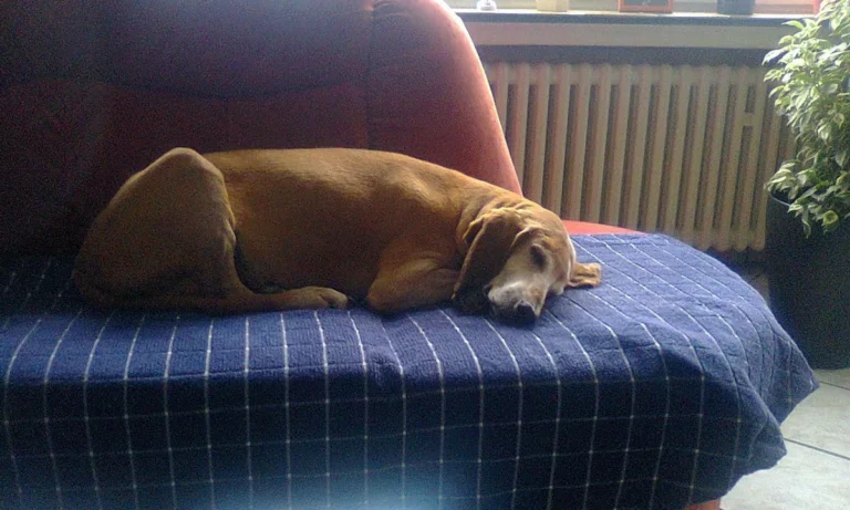 Dr. med. vet. Heike Vogt