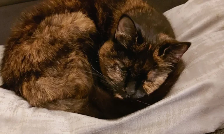 Dr. med. vet. Heike Vogt