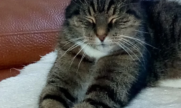 Dr. med. vet. Heike Vogt