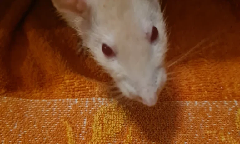 Dr. med. vet. Heike Vogt