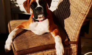 Dr. med. vet. Helmut Gmeiner. Fachtierarzt für Kleintiere