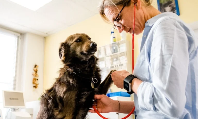 Dr.med.vet. Jeannette Albrecht Tierärztin