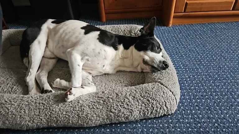 Dr.med.vet. Jeannette Albrecht Tierärztin