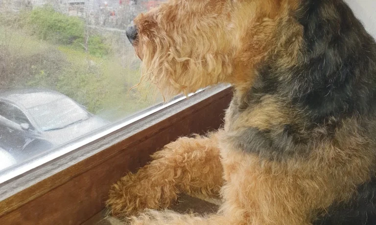 Dr.med.vet. Jeannette Albrecht Tierärztin