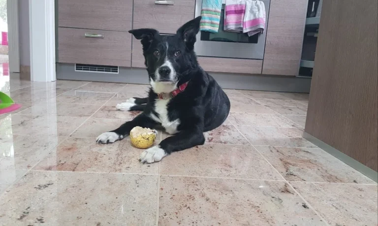 Dr.med.vet. Jeannette Albrecht Tierärztin