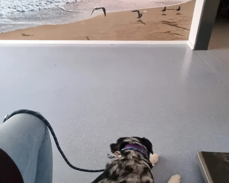 Dr.med.vet. Jeannette Albrecht Tierärztin