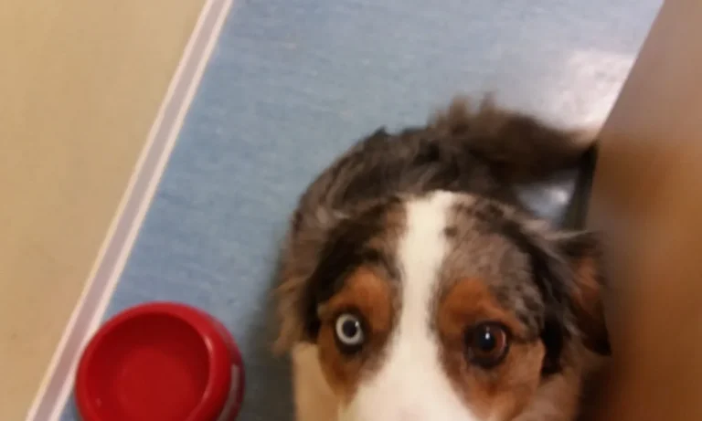 Dr.med.vet. Jeannette Albrecht Tierärztin