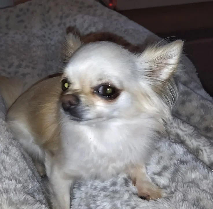 Dr.med.vet. Jeannette Albrecht Tierärztin