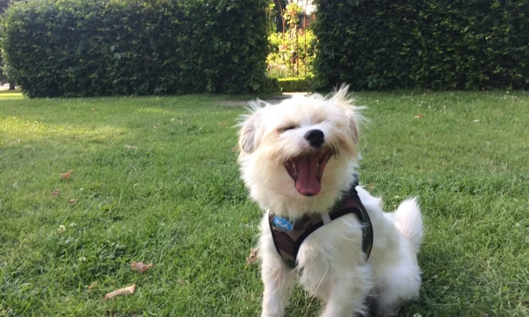 Dr. med. vet. Jens Freund