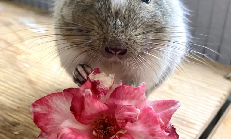 Dr. med. vet. Jens Freund