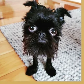 Dr. med. vet. Jens Freund