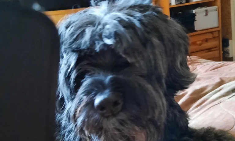 Dr. med. vet. Jens Freund