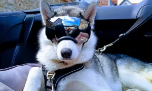 Dr. med. vet. Jörg Schwenke