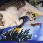 Dr.med.vet. Julia Amrhein