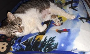 Dr.med.vet. Julia Amrhein