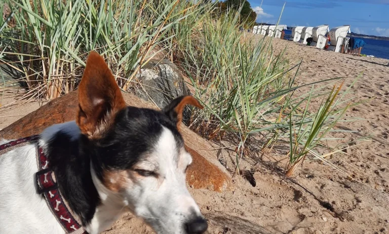 Dr.med.vet. Julia Amrhein