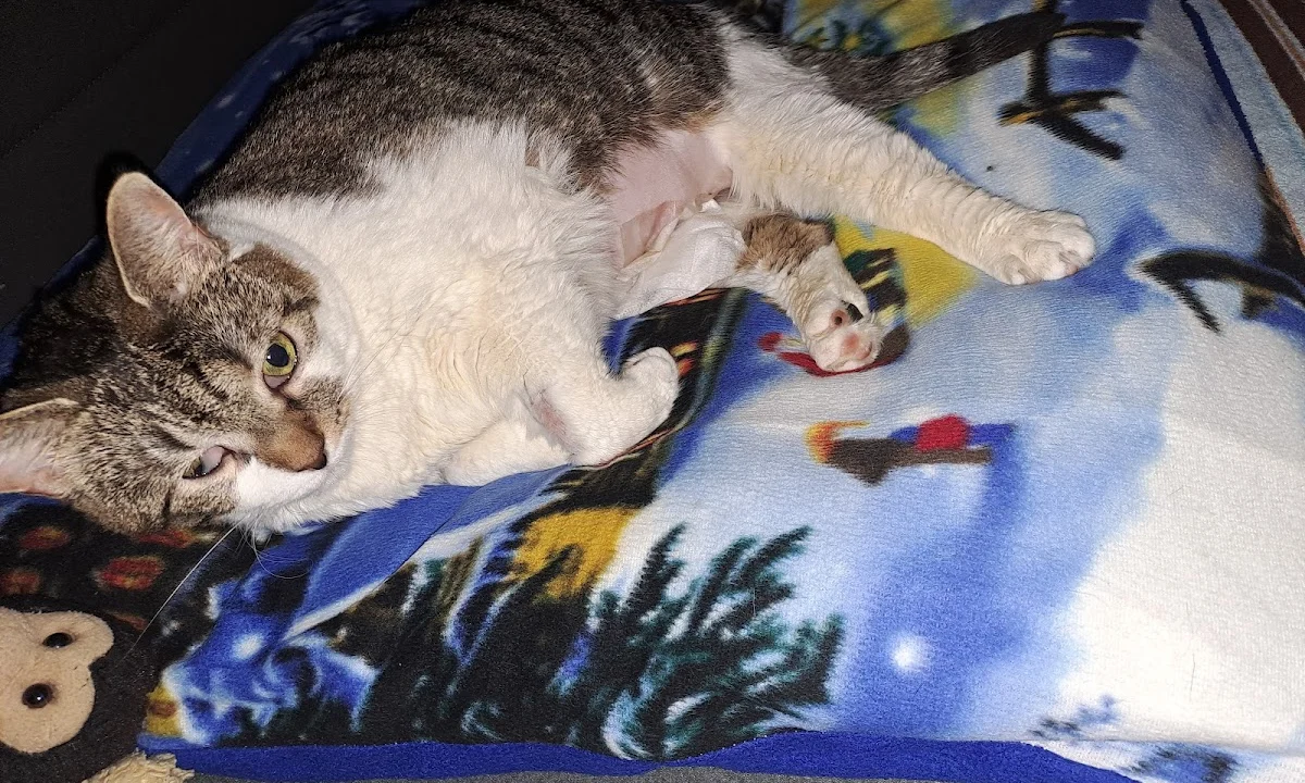 Tierarzt Dr.med.vet. Julia Amrhein Wuppertal