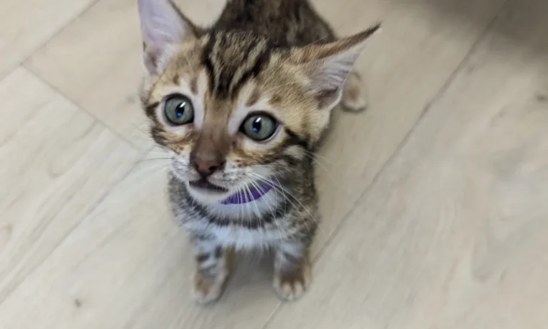 Dr. med. vet. Kai Boye