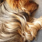 Dr. med. vet. Karen Opelt