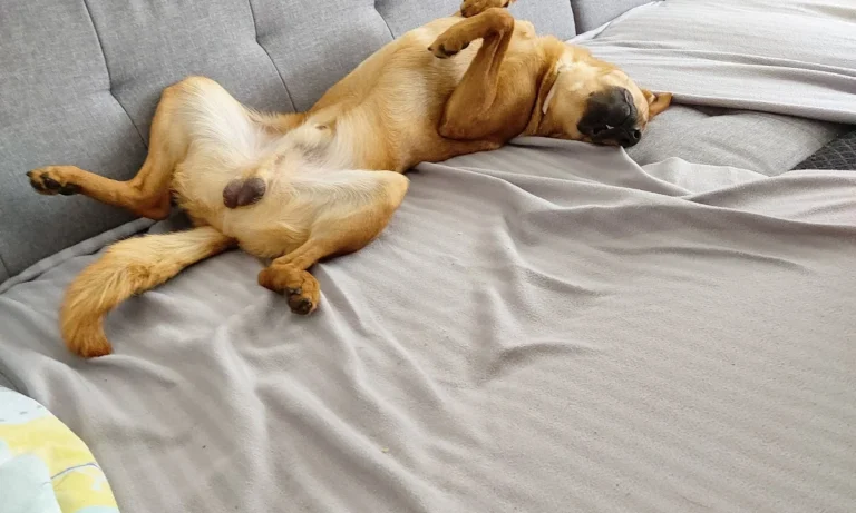 Dr. med. vet. Karen Opelt