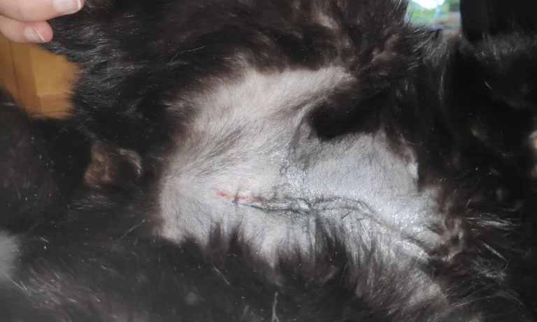 Dr. med. vet. Karen Opelt