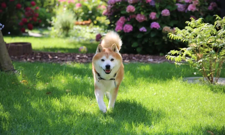 Dr. med. vet. Karen Opelt