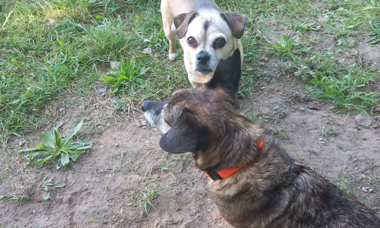 Dr. med. vet. Karen Opelt