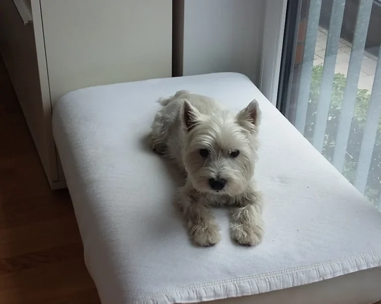 Dr. med. vet. Karen Opelt