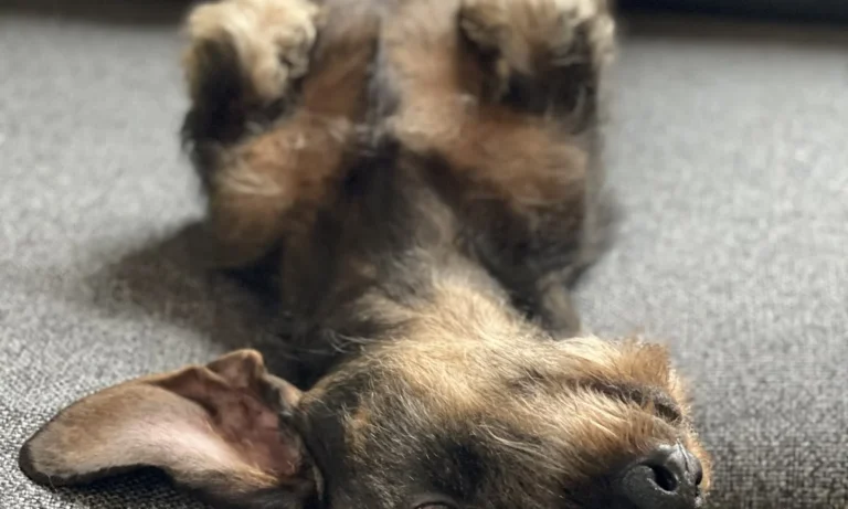 Dr. med. vet. Karen Opelt